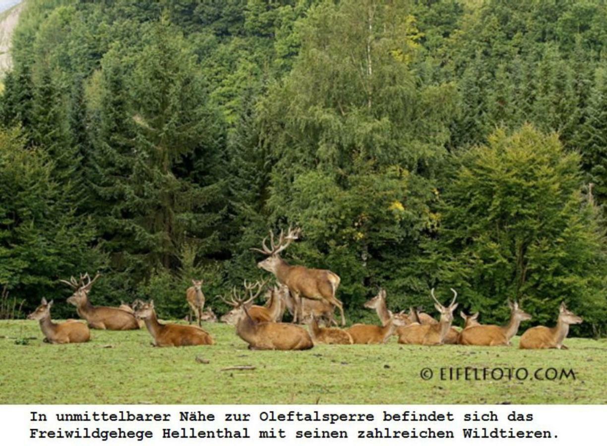 Ferienwohnung Gross B Schleiden Kültér fotó