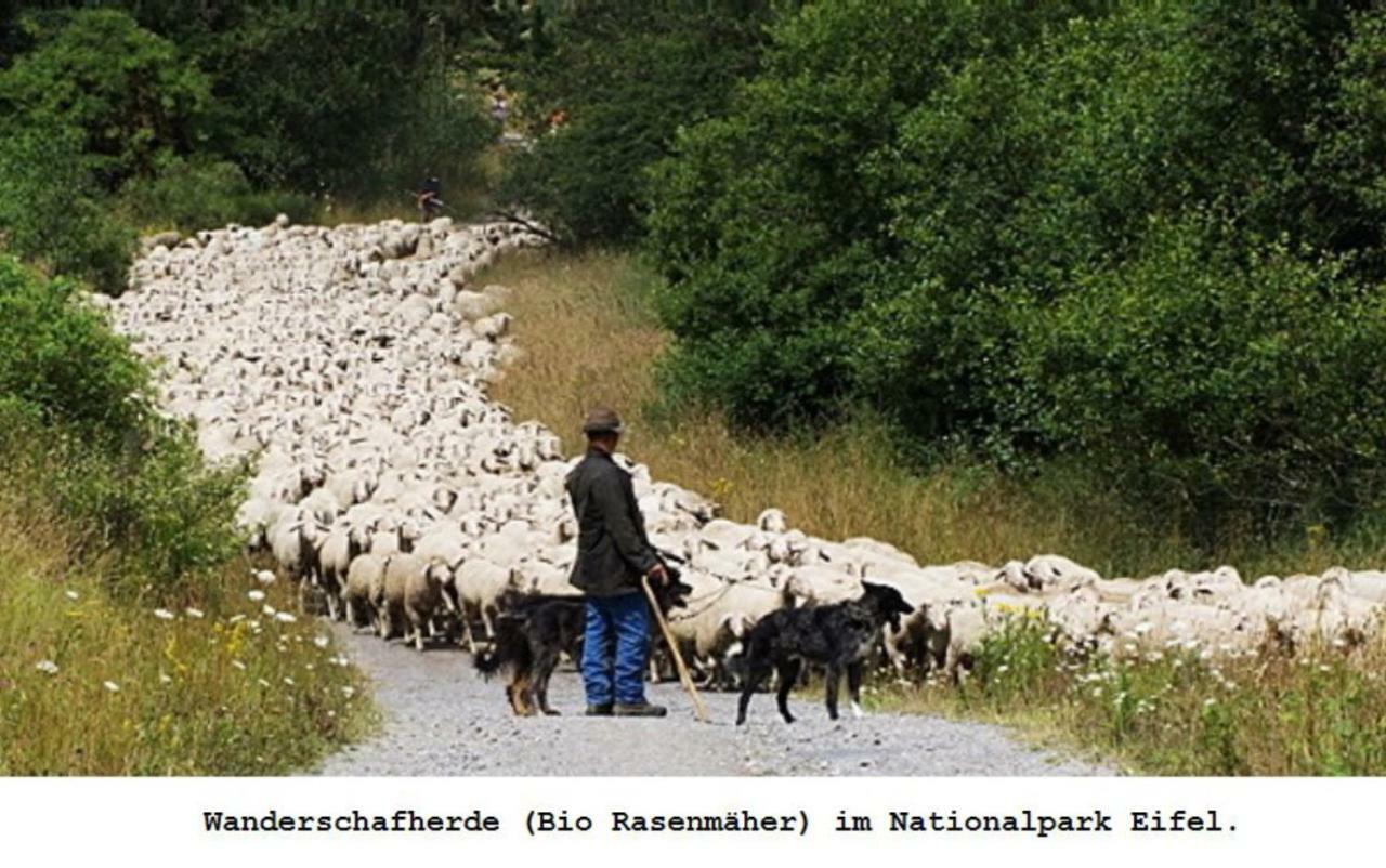 Ferienwohnung Gross B Schleiden Kültér fotó